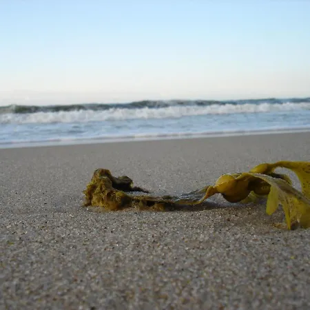 Platinium Spectrum *